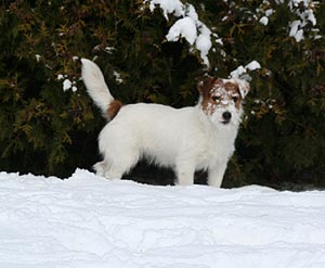 Betty-Lou von der Bogenheide