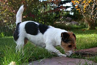 Emma&nbsp;(Vlitstede Sans Souci)
